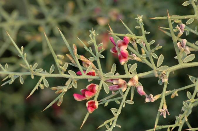 خواص گیاه خارشتر برای سلامتی