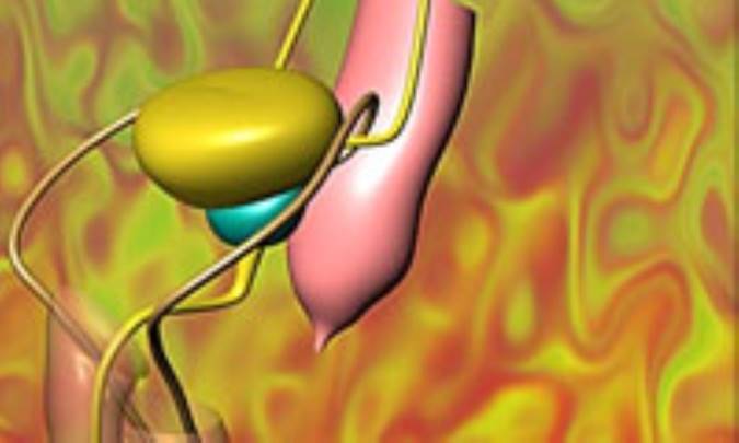 آمنوره‌ اوليه‌
