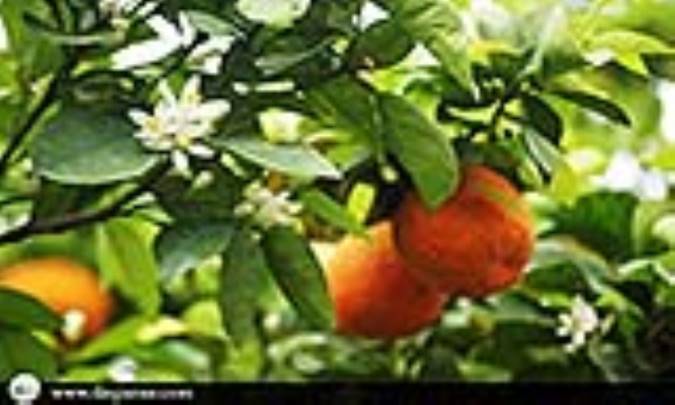 انفجار ماه و هوای همیشه بهاری!