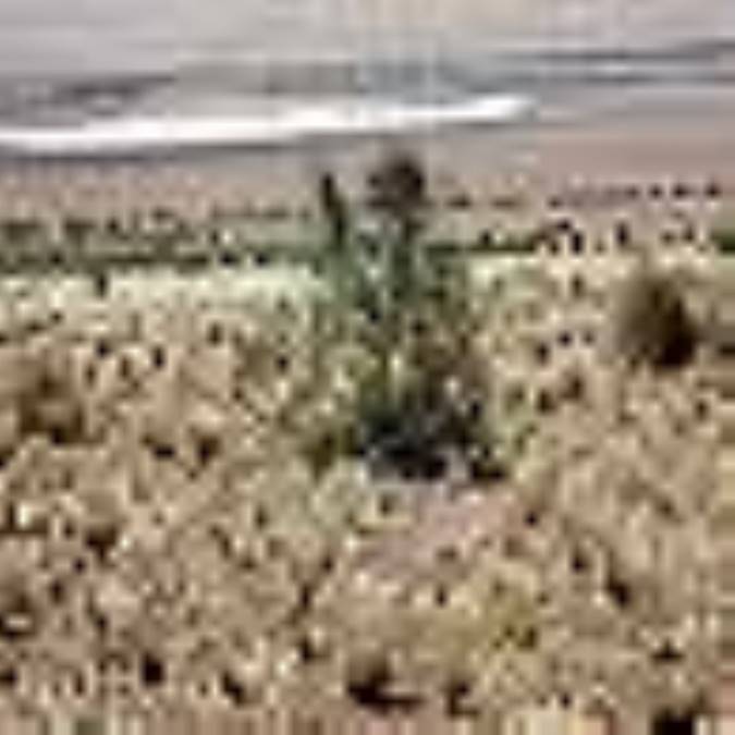 کویر چاه کنجه