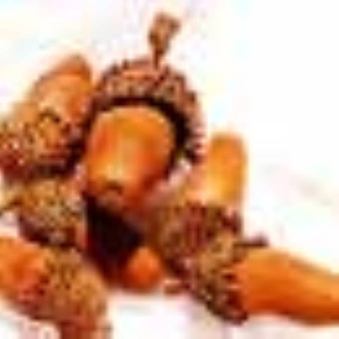 بلوط و شاه بلوط