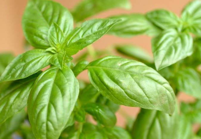 خواص تخم شربتی