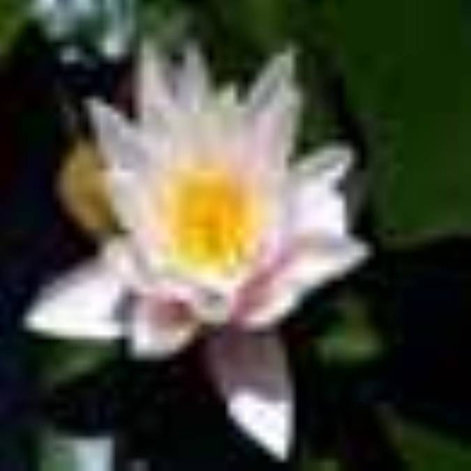 آمنه‏ بیگم مجلسی