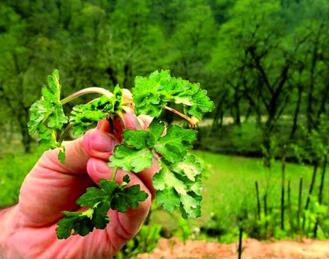 آشنایی با گیاه چوچاق با خاصیت