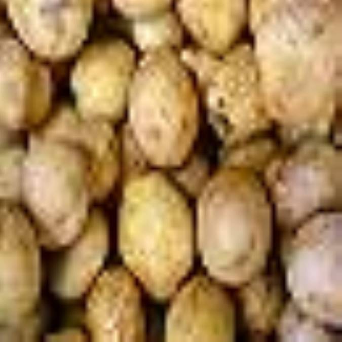 از سيب زميني چه مي دانيد ؟