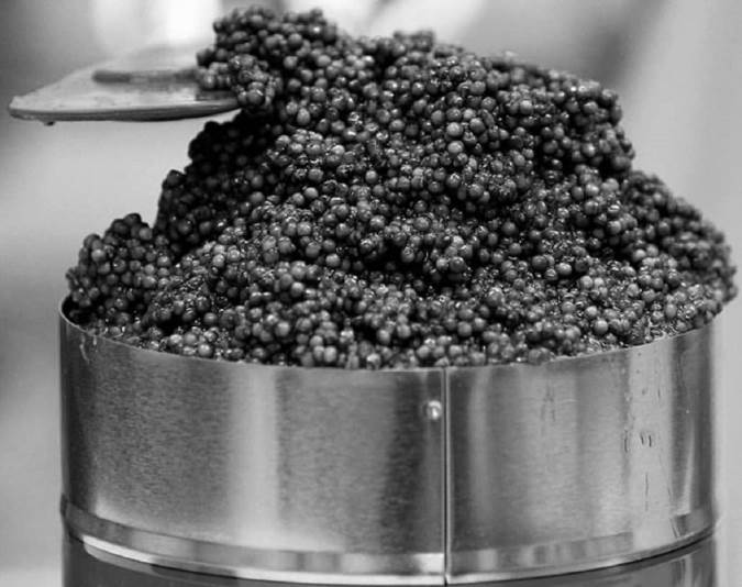 آنچه از خاویار گرانترین غذای دریایی باید بدانیم