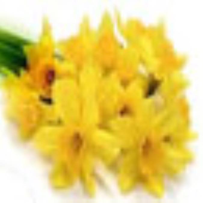 پيمان نور