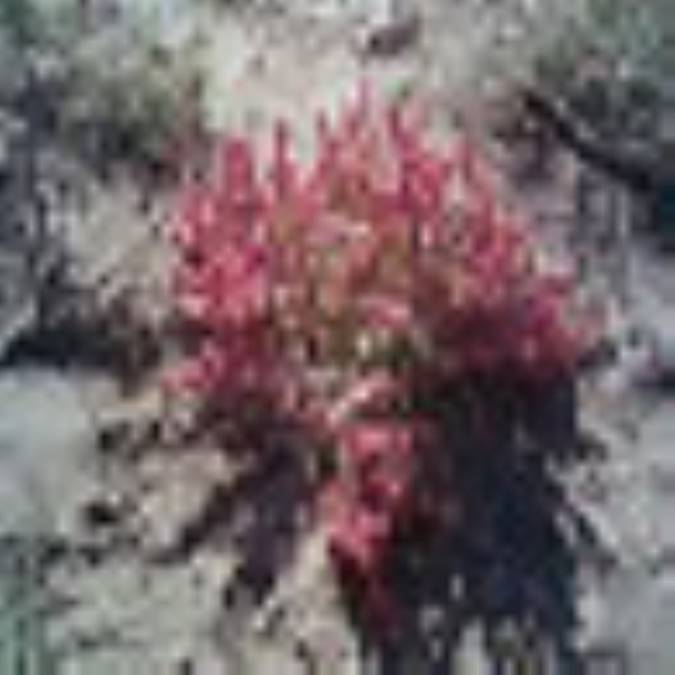 گیاه گز (Tamarix hispida)