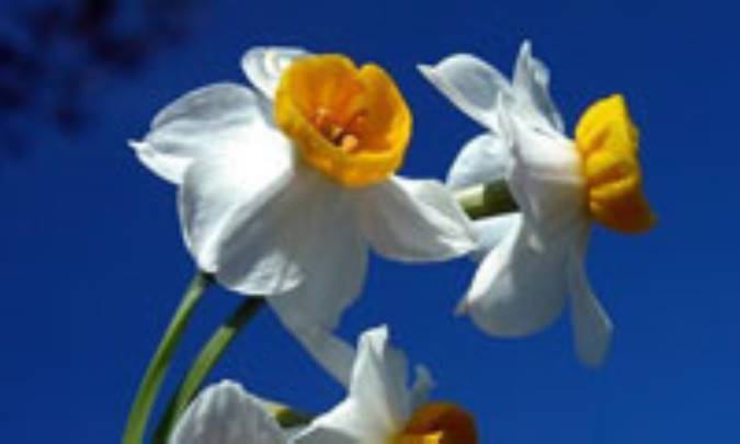 اي گل نرگس بيا