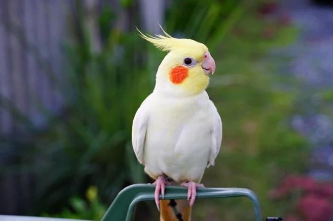 چه کنیم عروس هلندی غذا بخورد؟