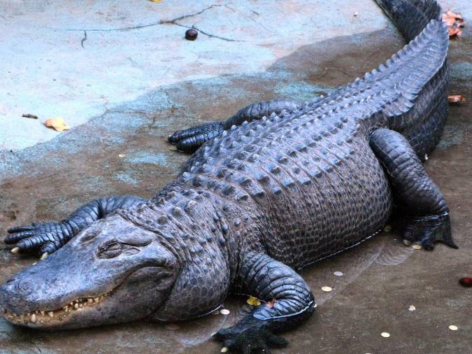 واقعیت های جالب درباره کروکودیل ها