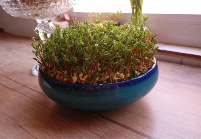 سبزه عدس برای سفره هفت سین