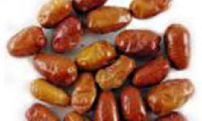 سنجد