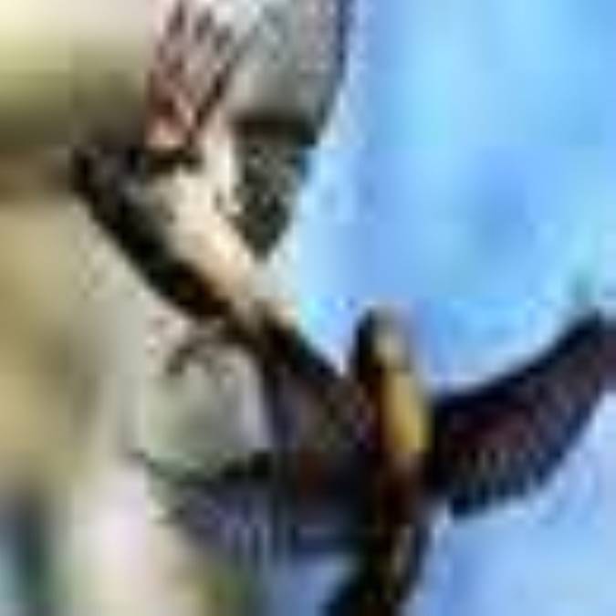 آواز جهاني گنجشك ها