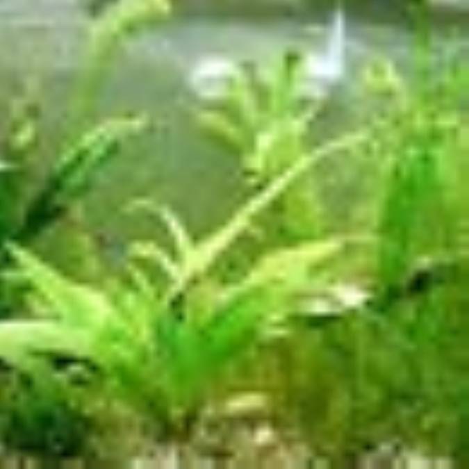 گیاهان آکواریومي 