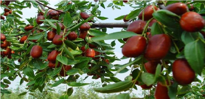 همه چیز درباره میوه عناب