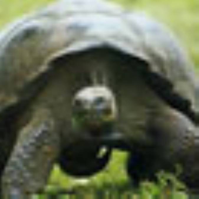 چرا لاک‌پشت‌ها لاک دارند؟