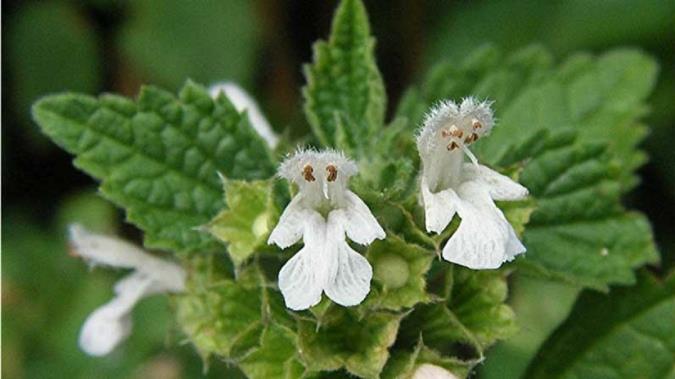 آشنایی با گل عینک ، خواص و مضرات آن