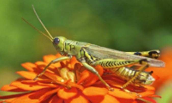 دليل قانع کننده