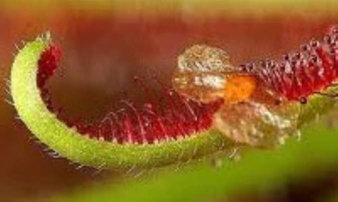 دام گياهان براي گياهخوران