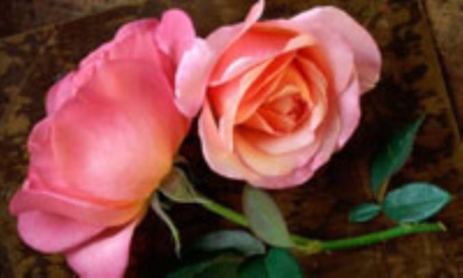 دوست‌یابی به سبک ماهی‌ها