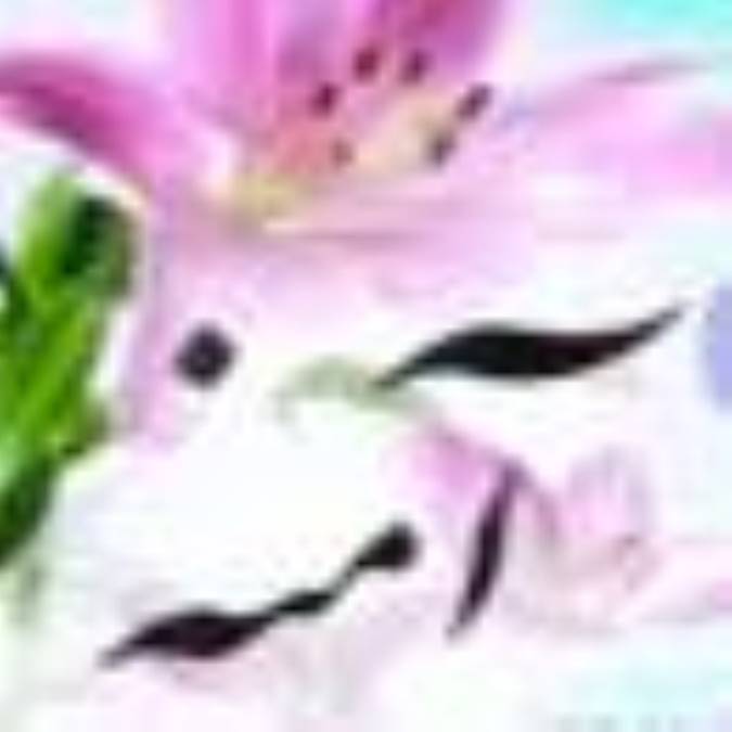 آمنه(س) مادر خورشيد