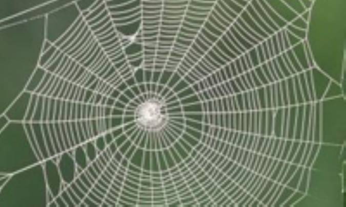 دهکده‌ی تار عنکبوت طلایی