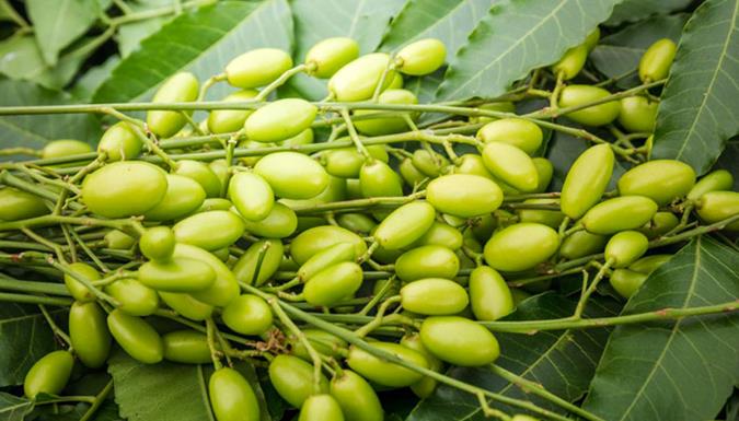 از خواص تا مضرات گیاه چریش