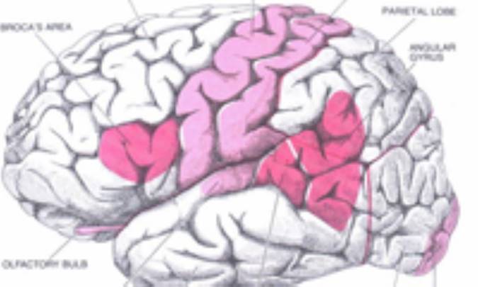 مغز همان مخ نيست!