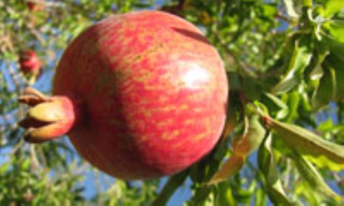 آفات انار(2)