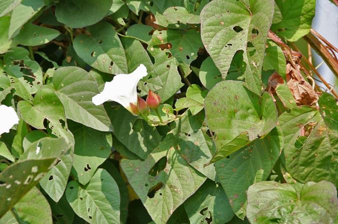 آشنایی با گیاه تربد و خواص آن