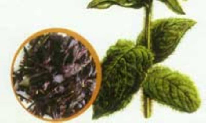 خواص دارويي گل گاو زبان