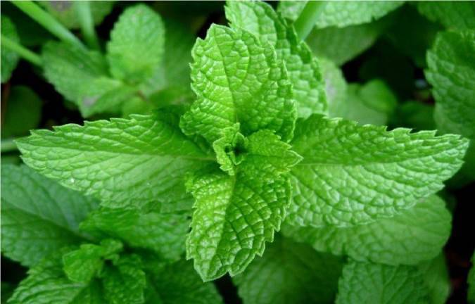 نعناع و خواص حیرت آور آن