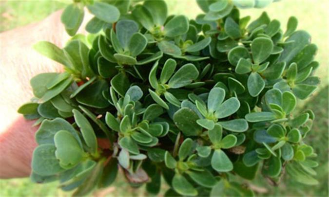 خواص گیاه خرفه و تخم آن