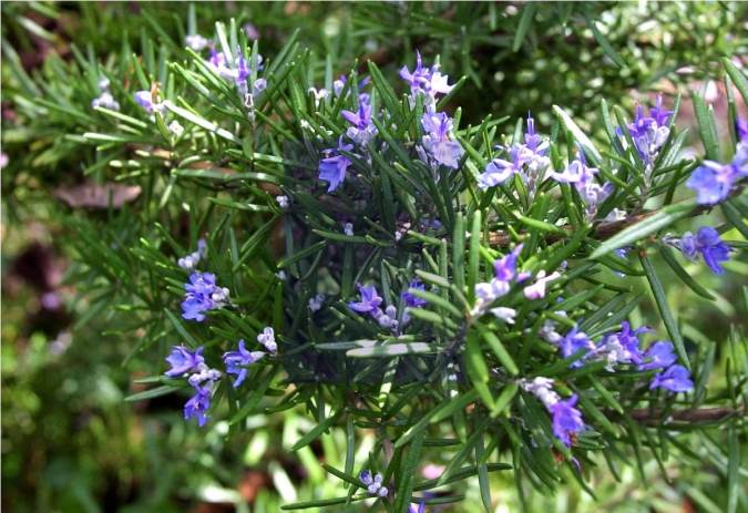 رزماری و خواص درمانی آن