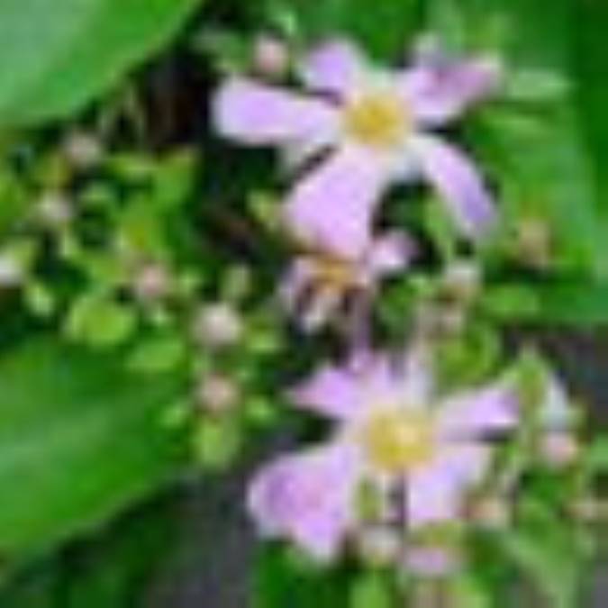 قطره پرسيكا