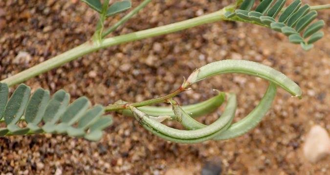 خـواص و مـضـرات گیاه ناخنک