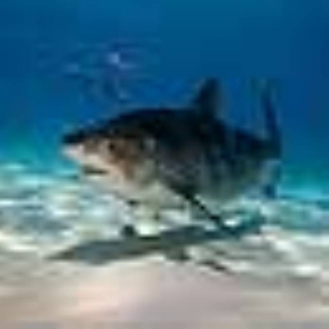 شناسایی کوسه ماهیان خلیج فارس