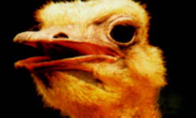 مفافع غذايي بزرگ ترين پرنده دنيا 