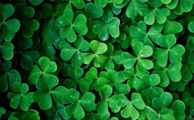 آشنایی با خواص و مضرات شبدر