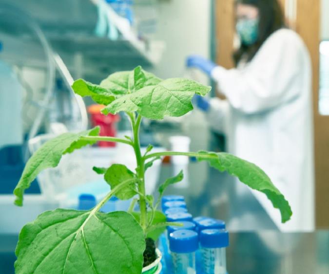 واکسن‌های گیاهی برای حیوانات و انسان‌ها