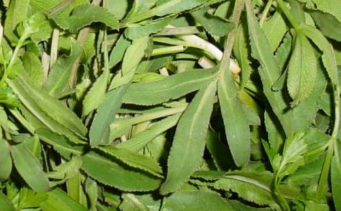 معرفی غازیاغی و خواص درمانی آن