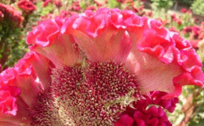 معرفی گل حلوا یا گلِ تاج خروسی پرورشی و خواص درمانی آن