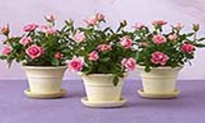 پرورش گل رز در شیشه