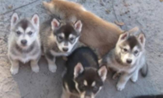 گرگ زاده گرگ شود