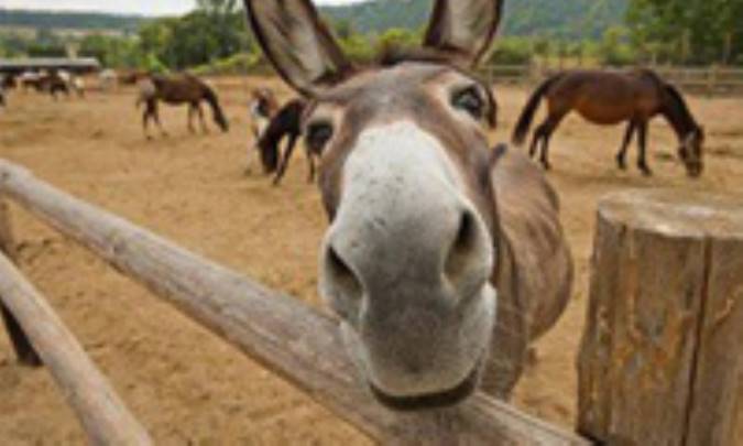 هر دو صاحب مثل هم