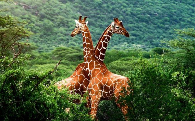 برخی از تصورات اشتباه درباره حیوانات