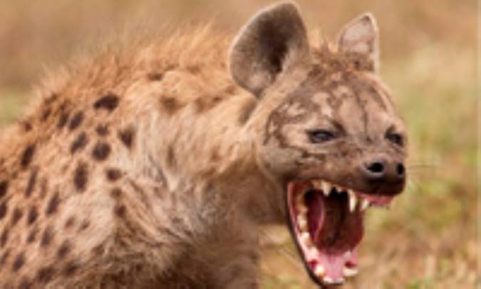 خرگوش و كفتار