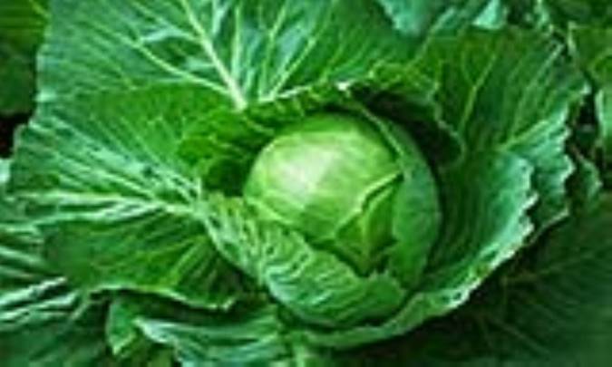 اطلاعات تغذیه‌ای کلم