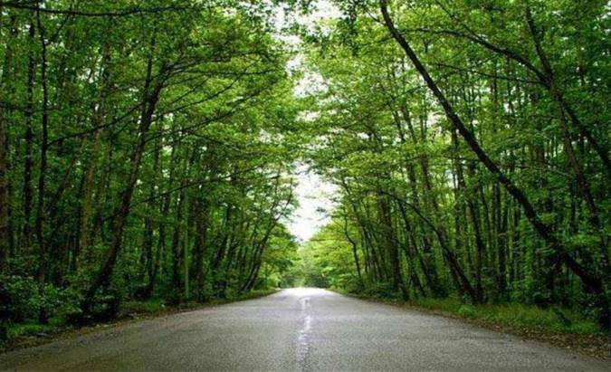 معرفی جنگل گیسوم در تالش